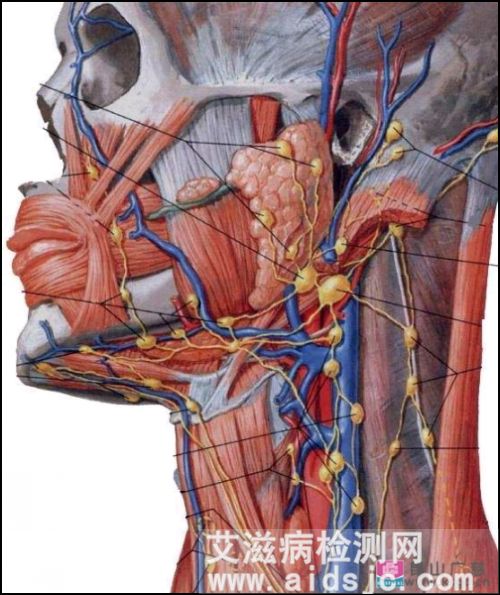 艾滋病初期淋巴结肿大位置图