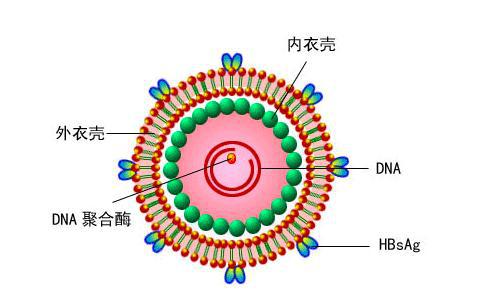 治愈的艾滋病_治愈的艾滋病患者_艾滋病治愈