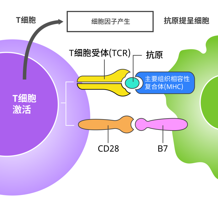 治愈艾滋病_治愈的艾滋病人_治愈的艾滋病患者