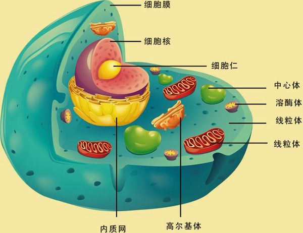 治愈艾滋病的又一人_治愈艾滋病_治愈的艾滋病患者