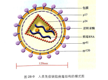 艾滋病急性期_急性艾滋病感染期的主要表现_艾滋病急性期具有传染性吗