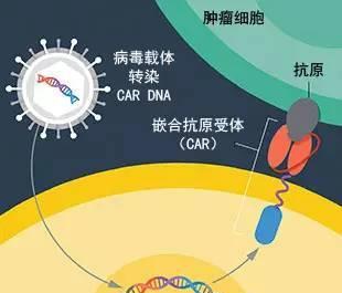 治愈的艾滋病患者_治愈艾滋病_治愈的艾滋病