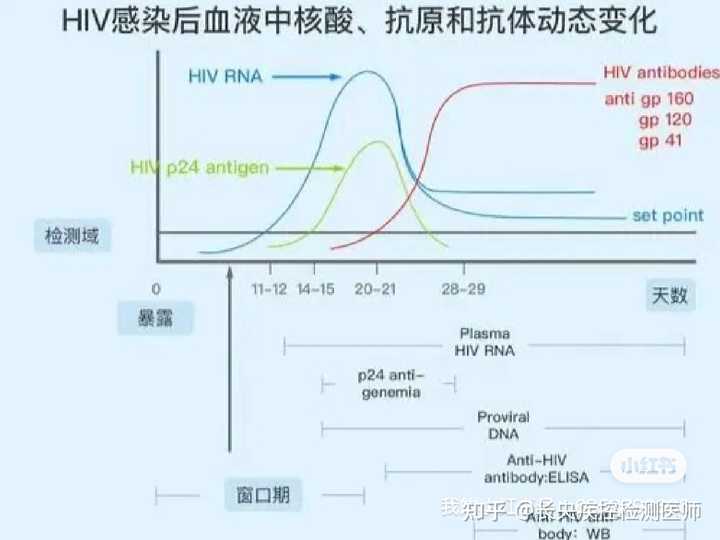 艾滋病急性期具有传染性吗_艾滋病急性期_急性艾滋病感染期的临床表现