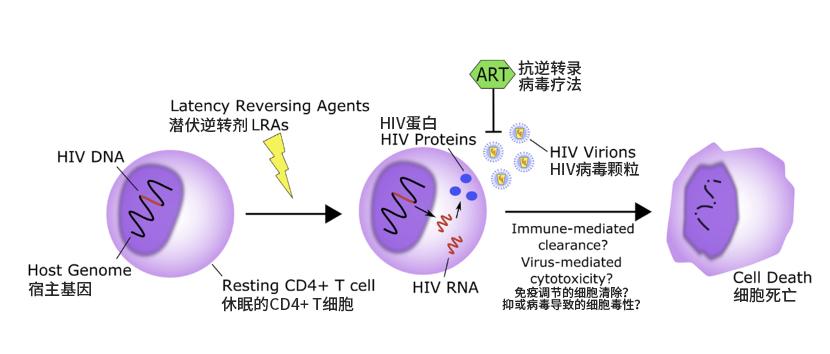 治愈艾滋病有希望吗_治愈艾滋病_治愈艾滋病的又一人