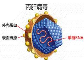 艾滋病急性期_艾滋病急性期具有传染性吗_急性期艾滋病症状