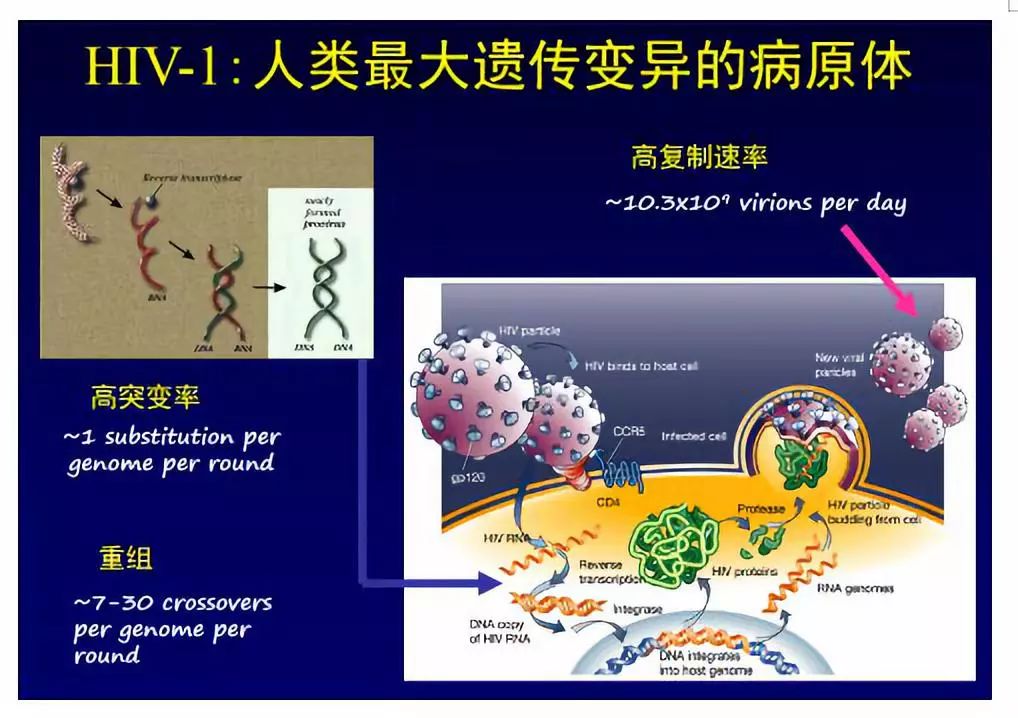 艾滋病治愈_治愈艾滋病的又一人_治愈的艾滋病患者