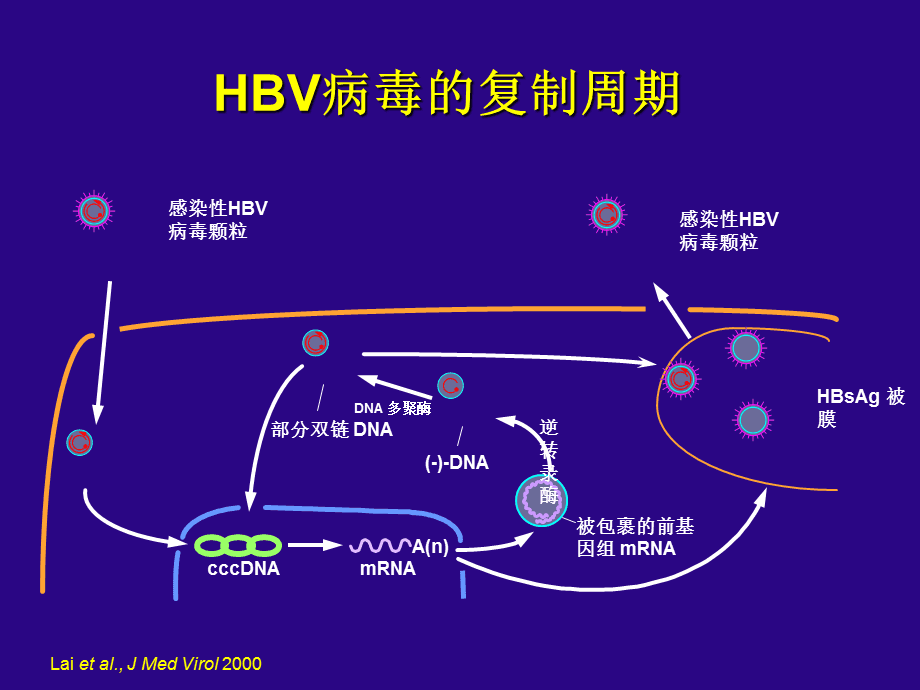 艾滋病治愈_治愈的艾滋病患者_治愈艾滋病的又一人