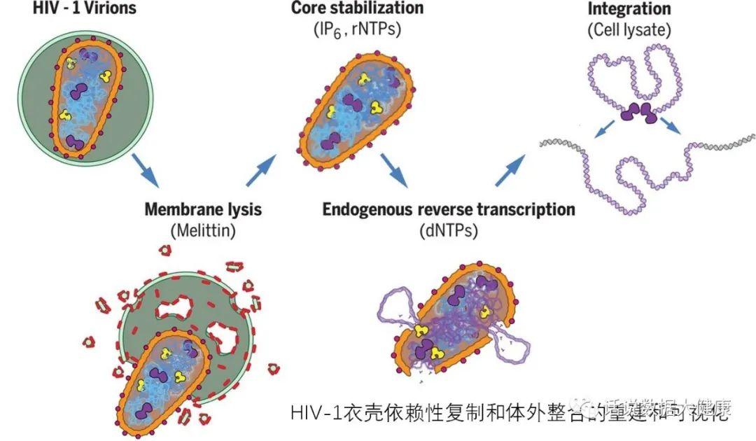 治愈艾滋病有希望吗_治愈的艾滋病_治愈艾滋病