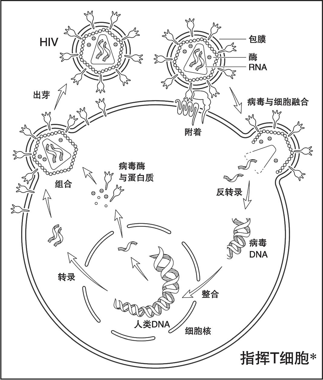 治愈艾滋病_治愈的艾滋病患者_治愈的艾滋病人