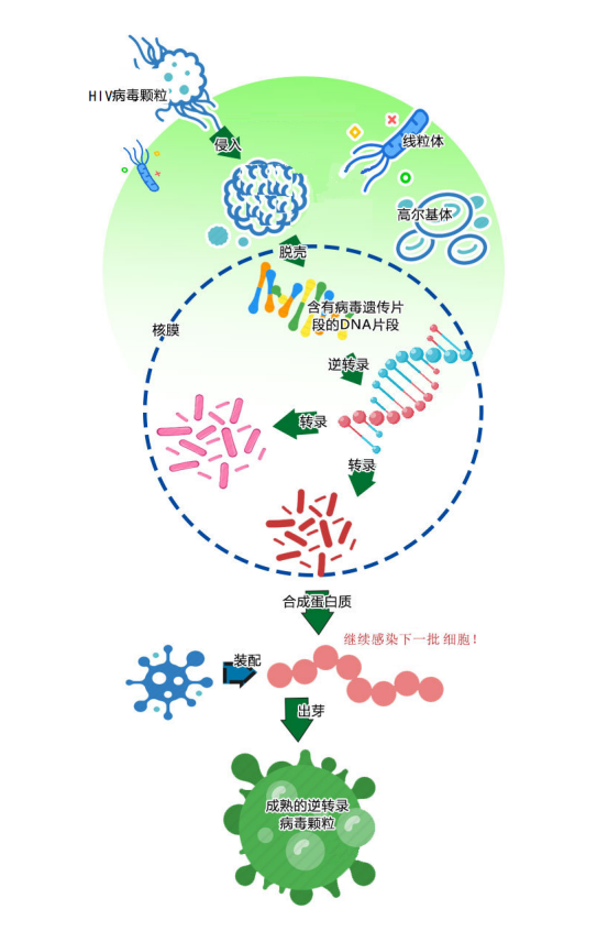 艾滋病急性期 HIV以精巧而狡猾的方式破坏人体免疫系统